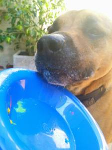 12108717_10153178934108317_5847746299113064513_n