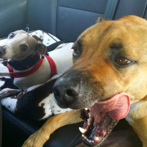 12108937_10153178944288317_4608486600355458464_n