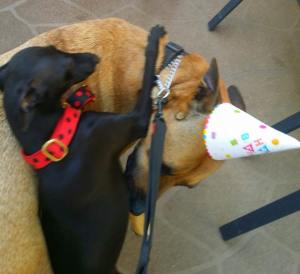 12122735_10153178935798317_7657643617590682001_n