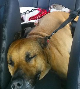 12144939_10153178943928317_5889057673143081068_n