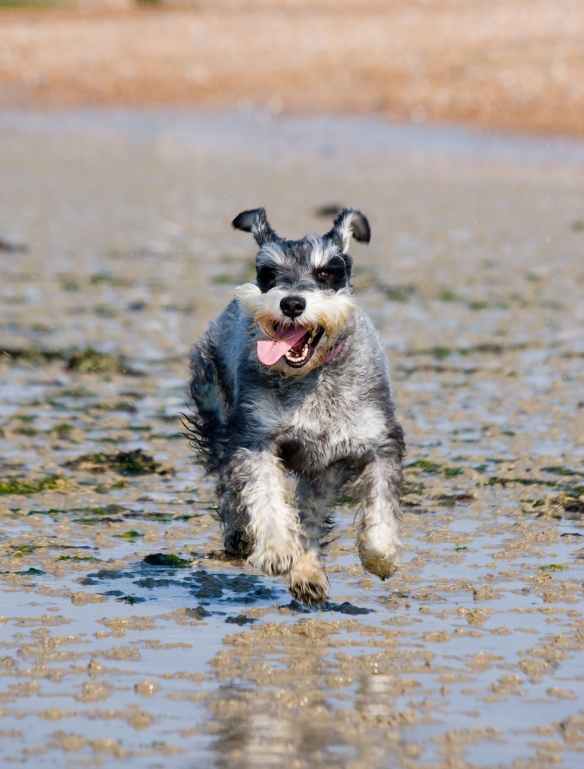 schnauzer-miniature-schnauzer-dog-running-59849.jpeg
